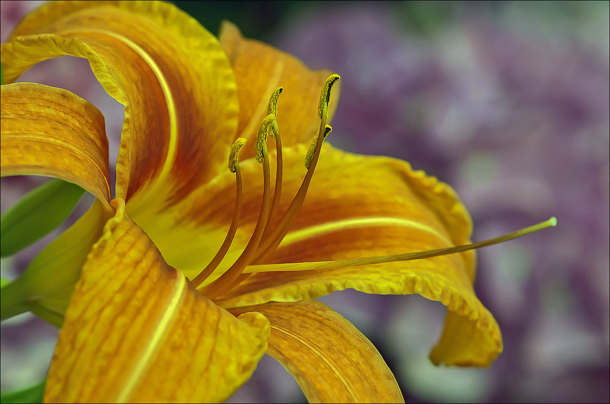 Lilium (1)