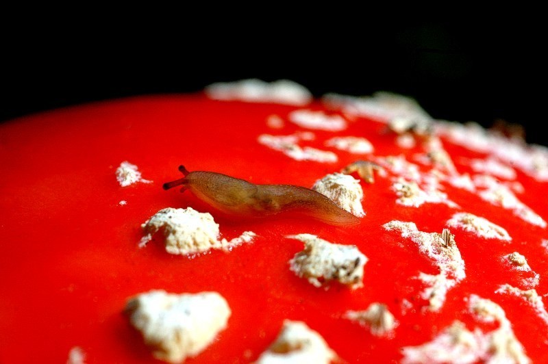 Un marziano su Marte?