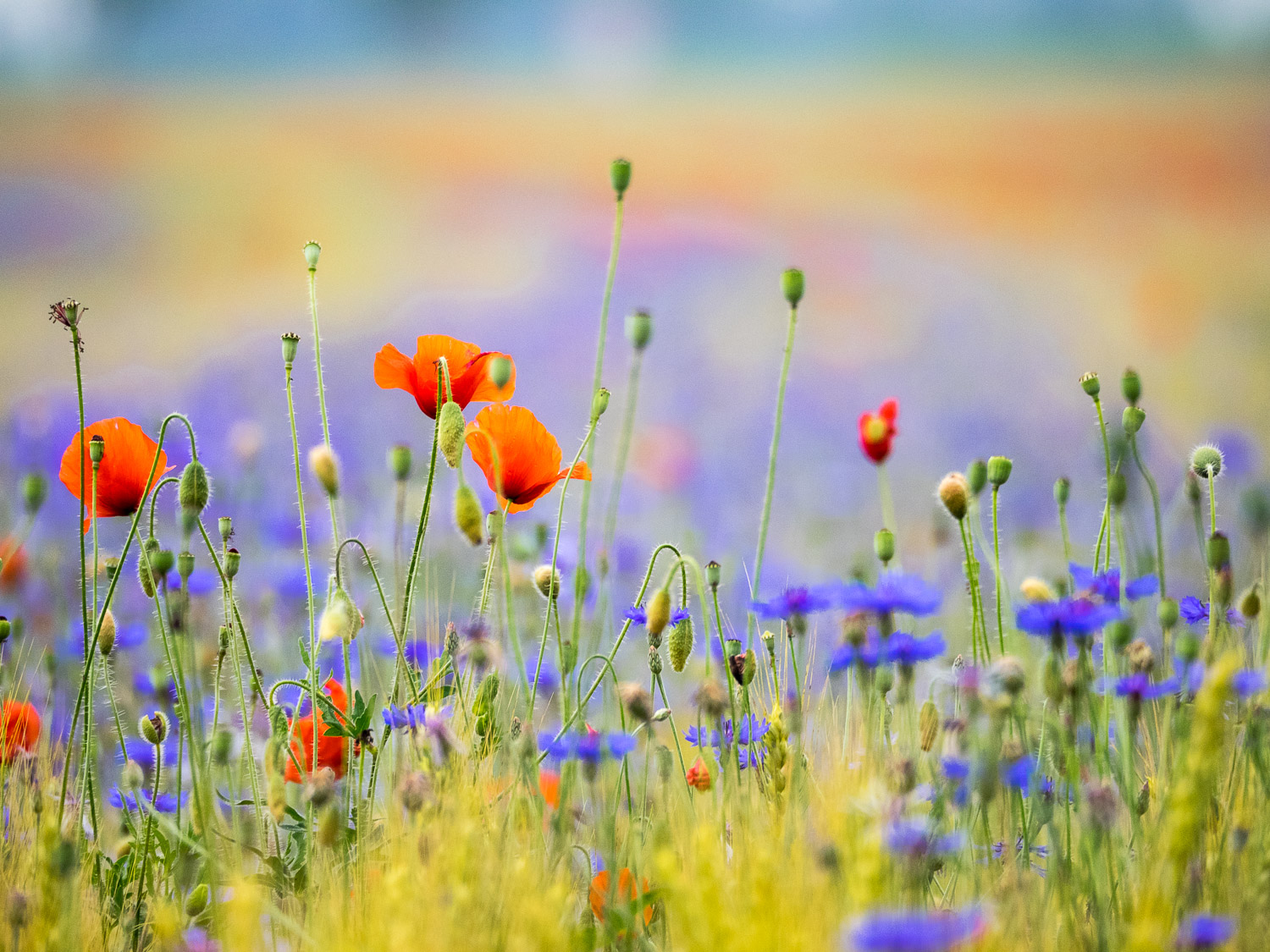 Fiordalisi & Papaveri