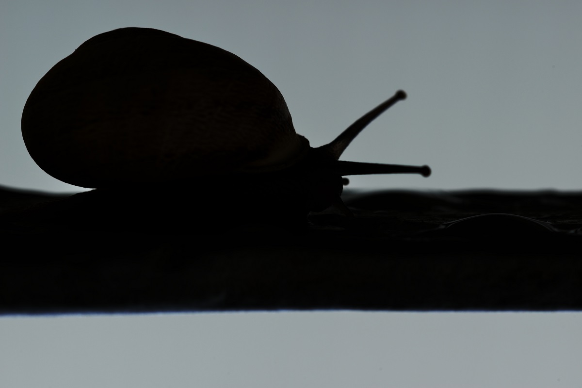 ...romantica passeggiata...