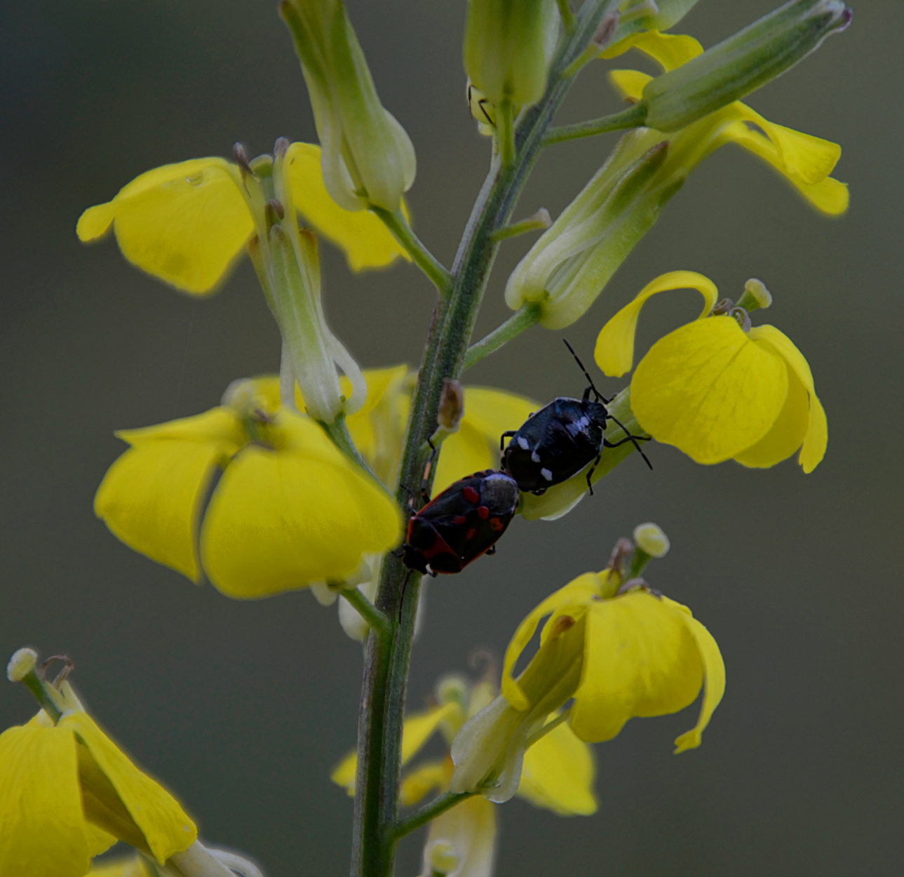Accoppiamenti interrazziali