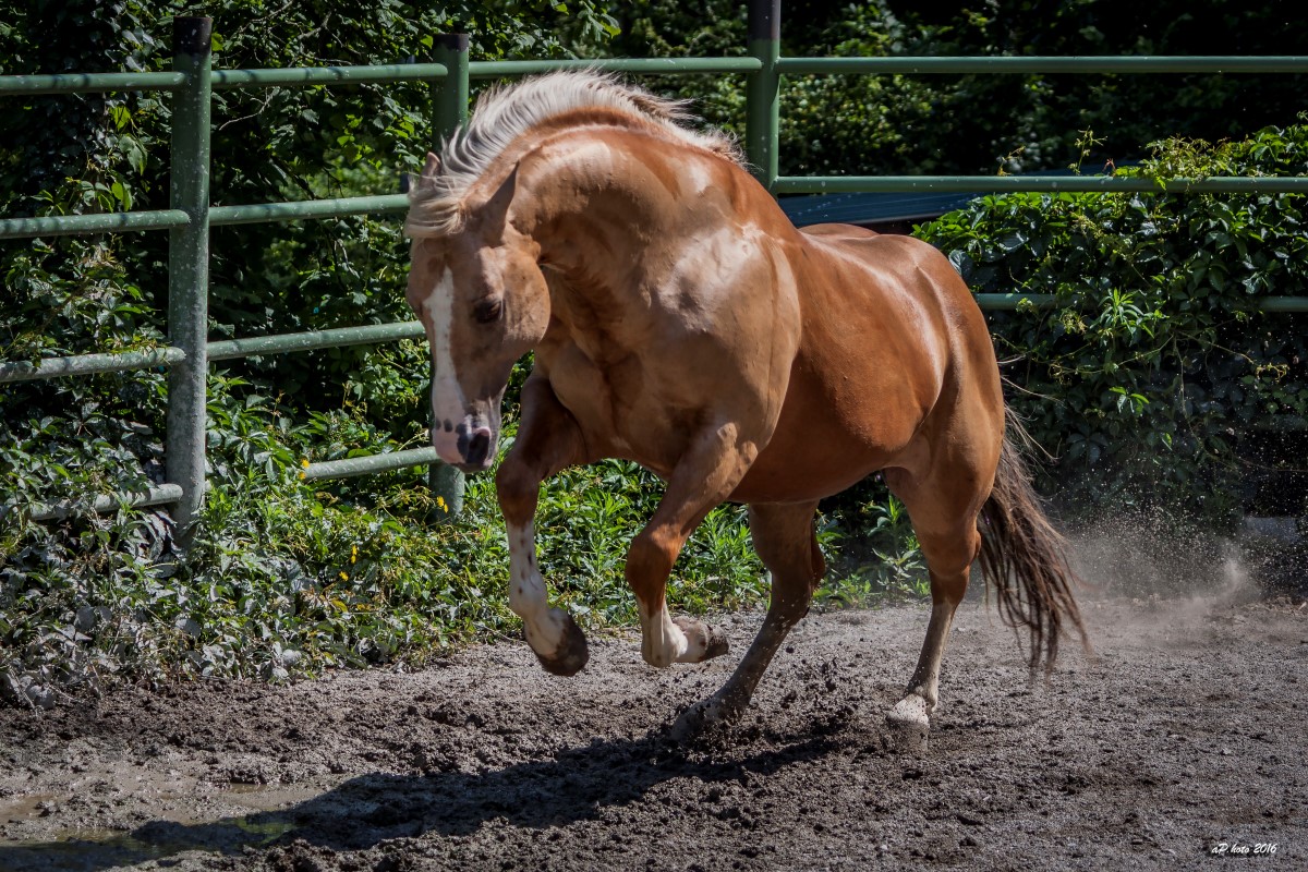La forza dello stallone