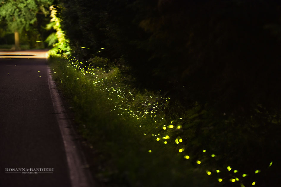 piccole stelle danzanti