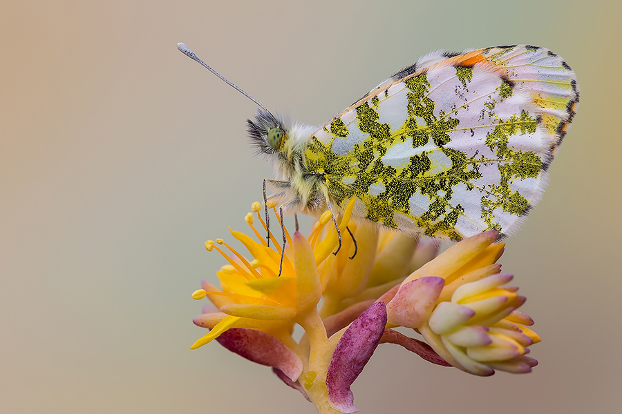 Anthocharis cardamines