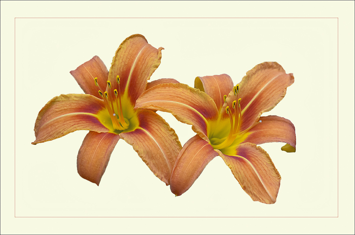 Lilium(2)