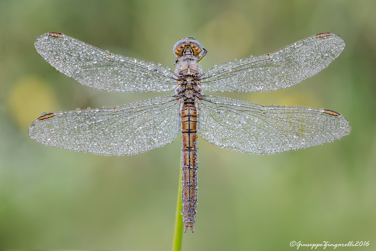 Orthetrum brunneum