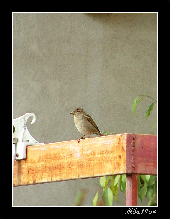 Passerotto sul mio balcone (provando lo zoom digitale)