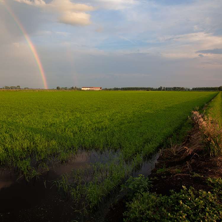 Sulle strade del riso III