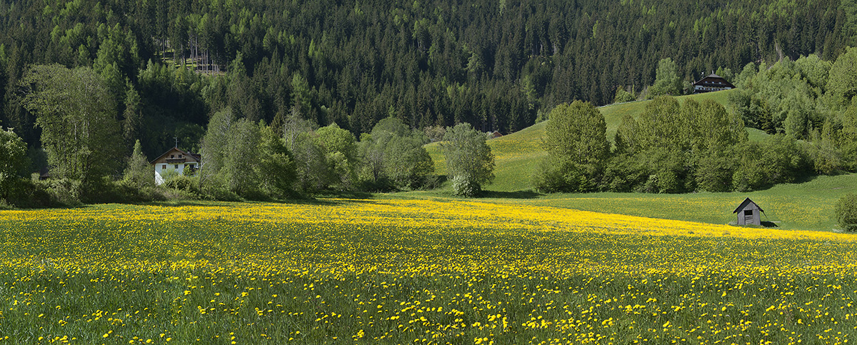 fioritura di tarassaco