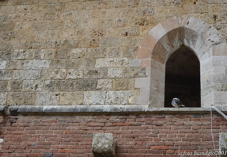 Pi� o meno come fa un piccione