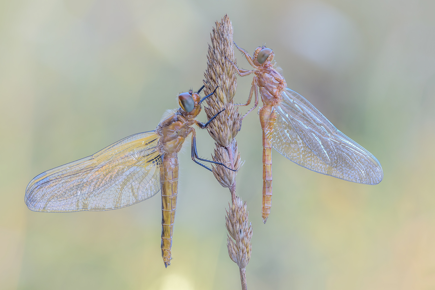 Due libellule appena nate