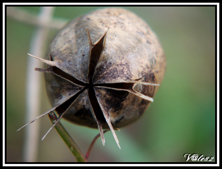 Fiore! Quale sar� mai??