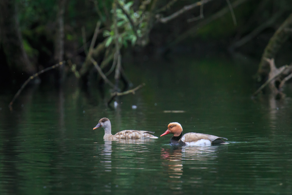 Fistioni turchi in coppia