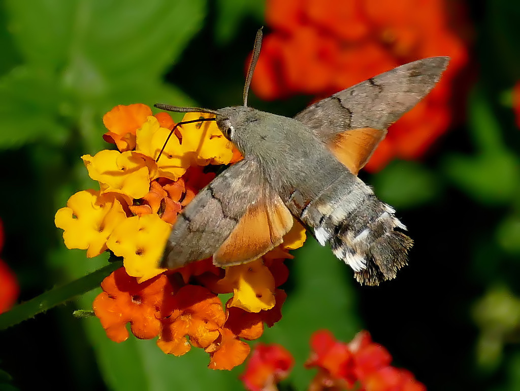 *** Ad ali aperte ***