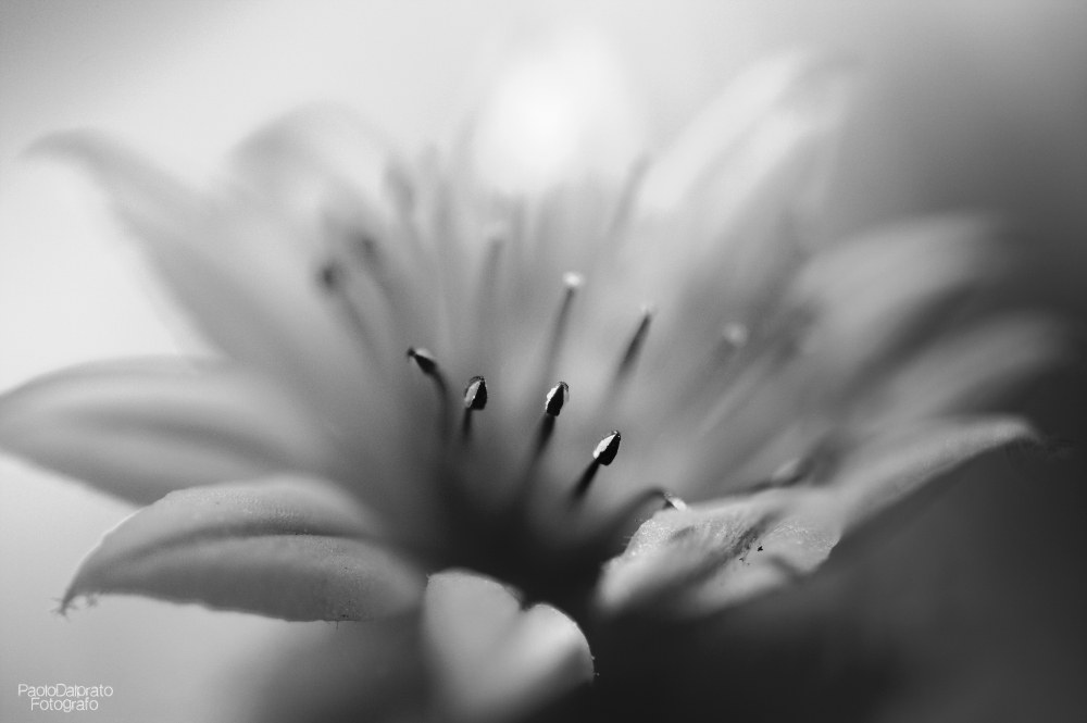 Non faccio foto di fiori