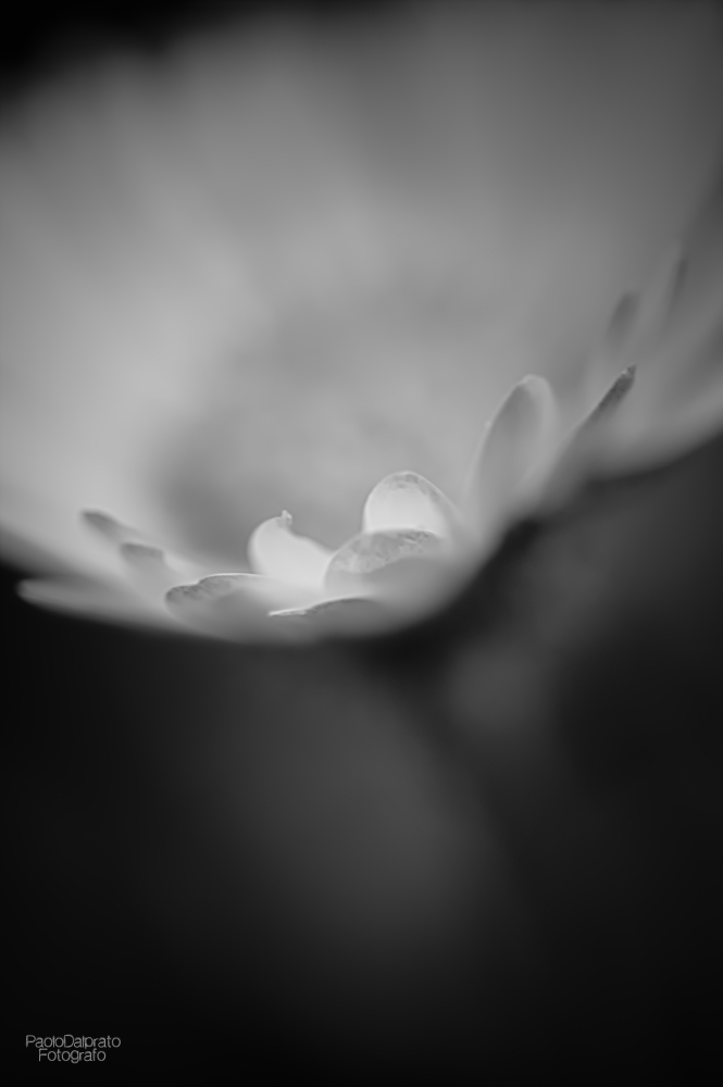 Non faccio foto di fiori