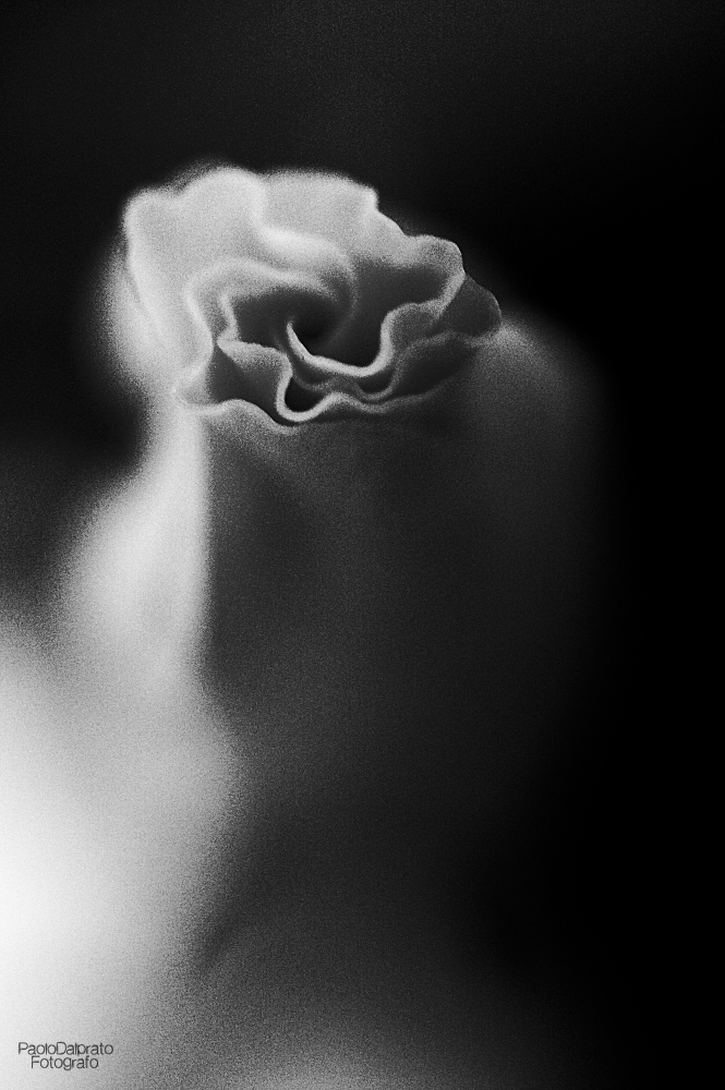 Non faccio foto di fiori