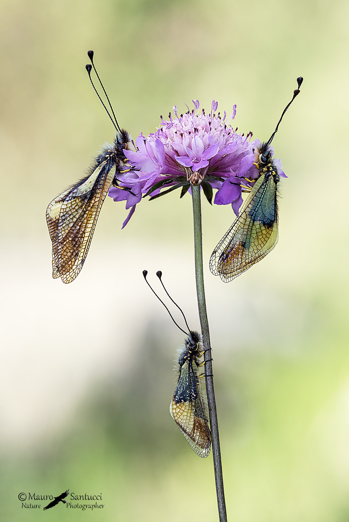 Libelloides coccajus - il trio