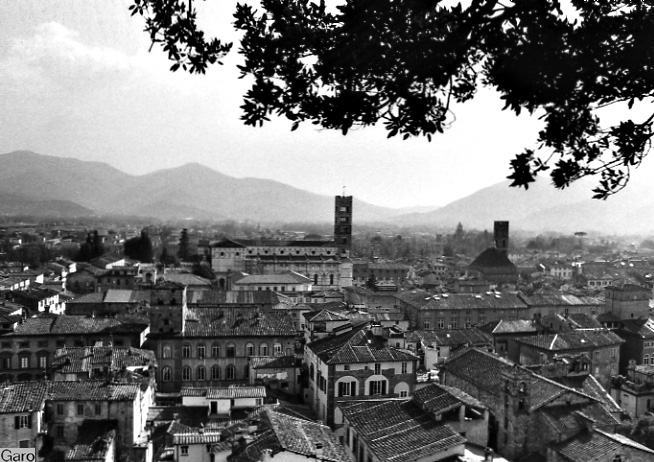 lucca dalla torre del guinigi