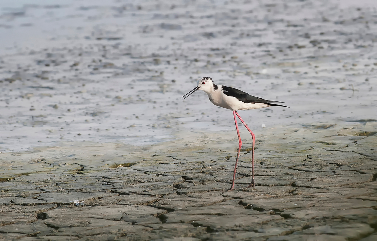 Cavaliere d'Italia 2