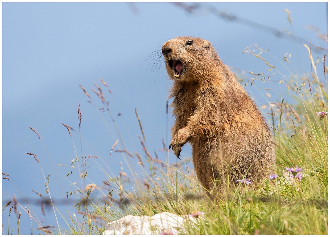 Il grido della vedetta.