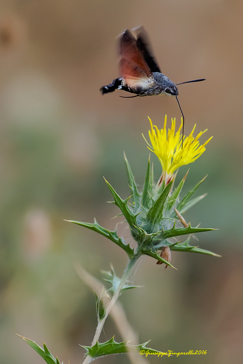 Il colibr� delle farfalle ... "Macroglossum stellatarum" 2