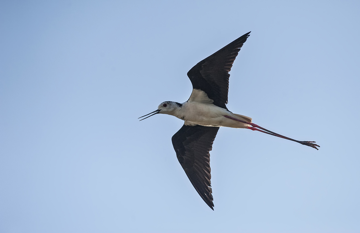 Cavaliere d'Italia 3