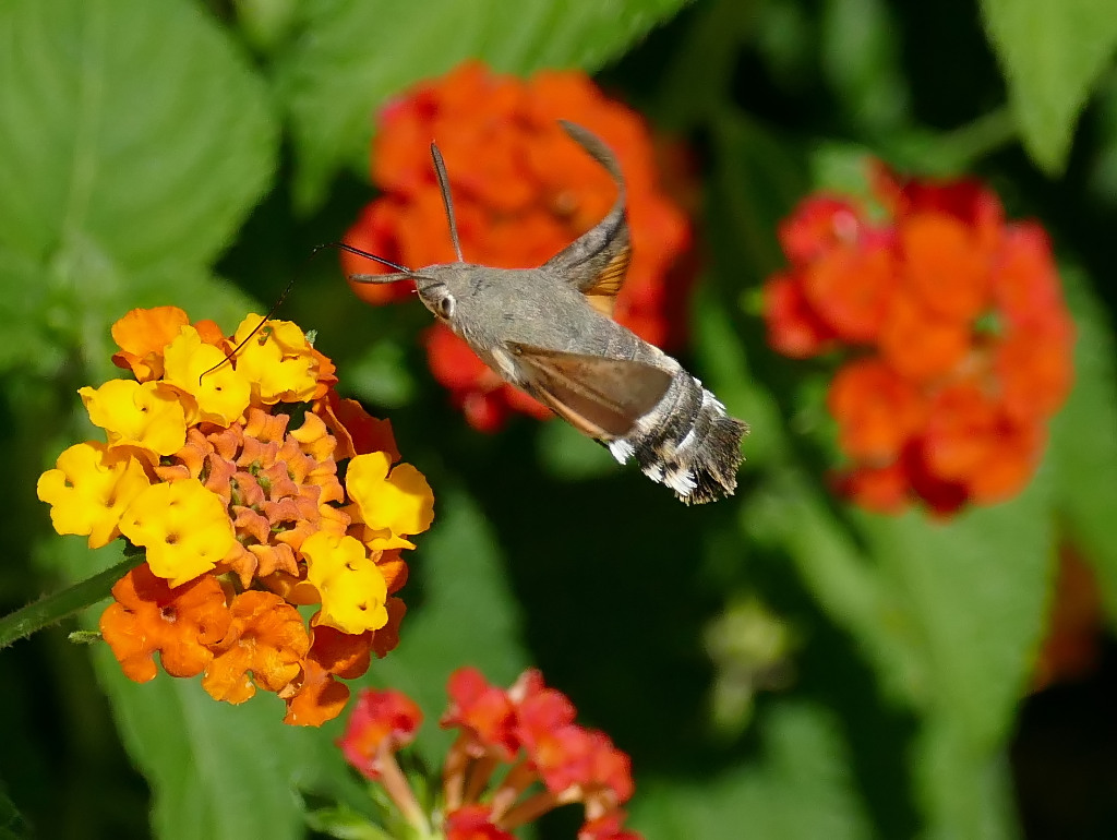 *** Macro...glossum ***