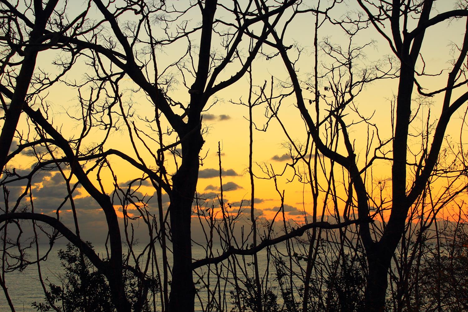 rami spogli al tramonto