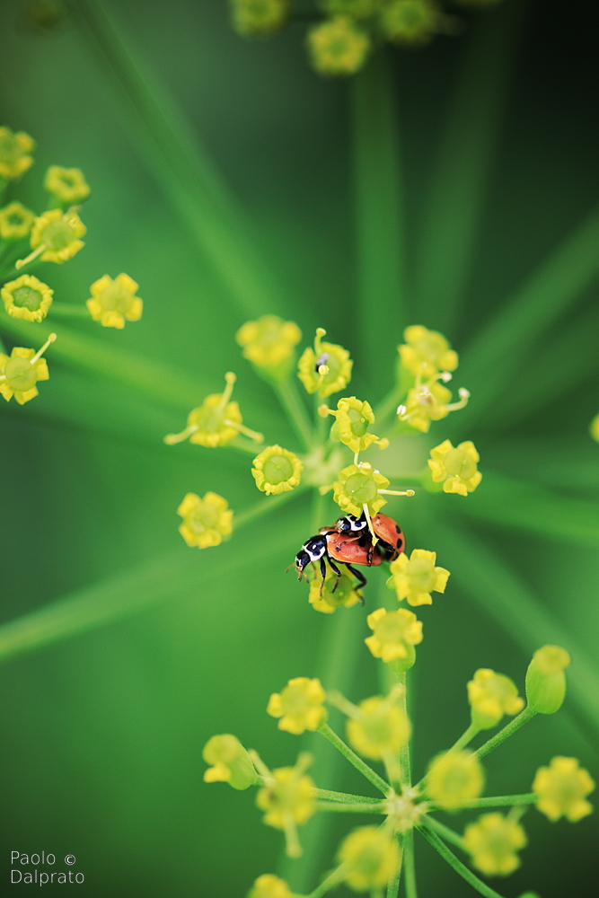 Non faccio foto di fiori