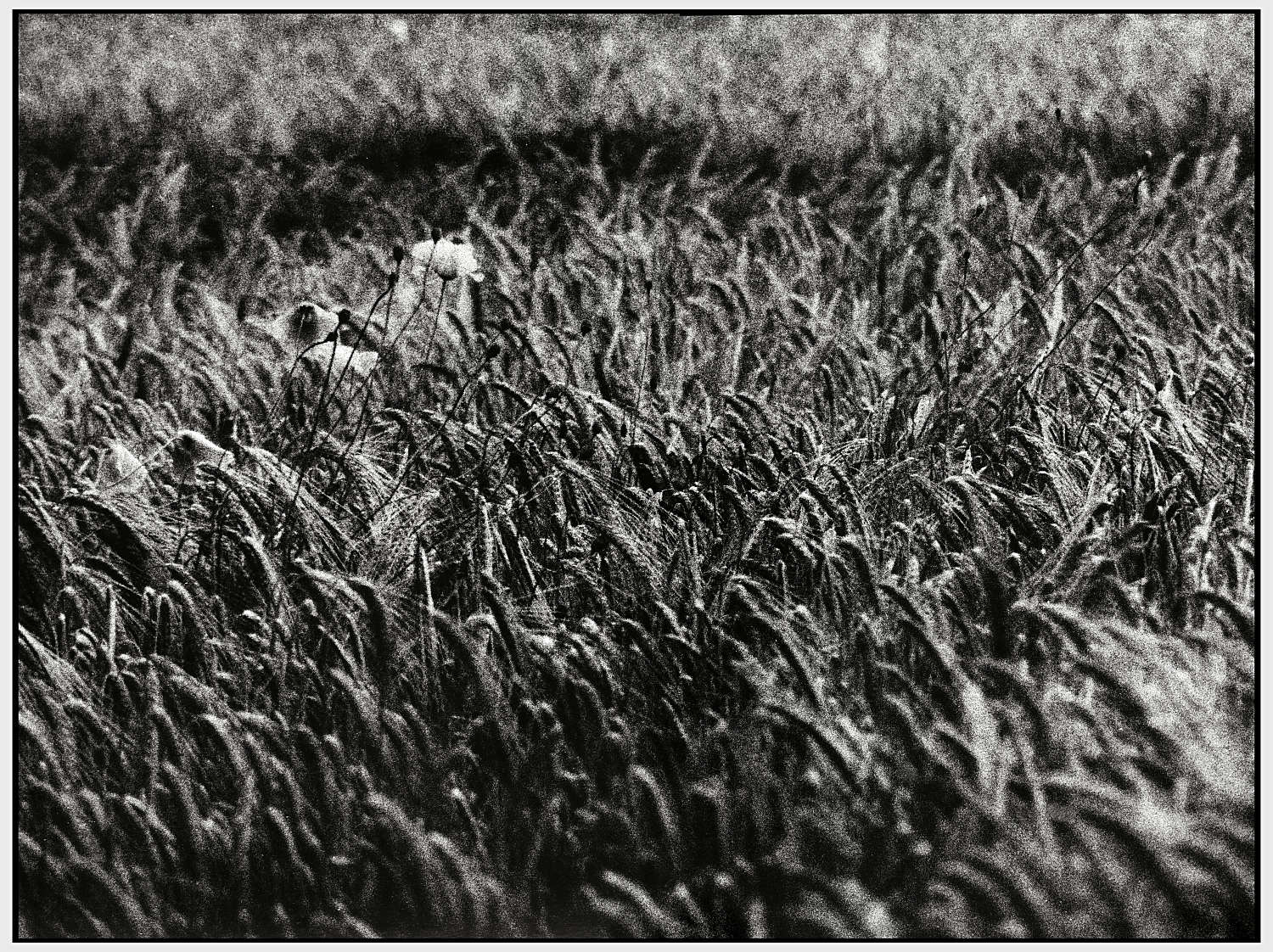 Tu che ne sai di un campo di grano?