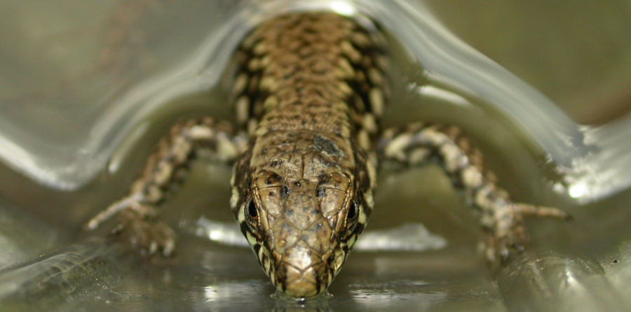 Ora vengo a prenderti...