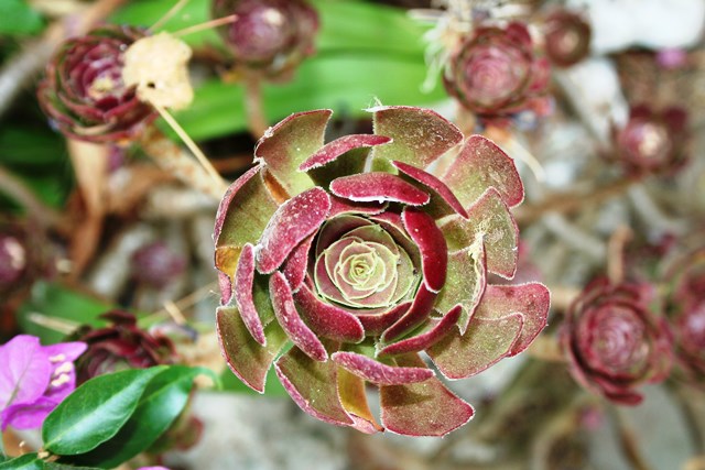 se son rose fioriranno