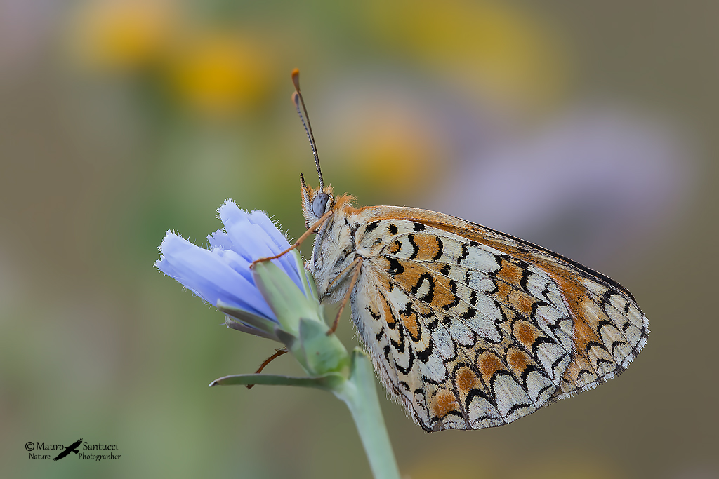 Melitaea phoebe