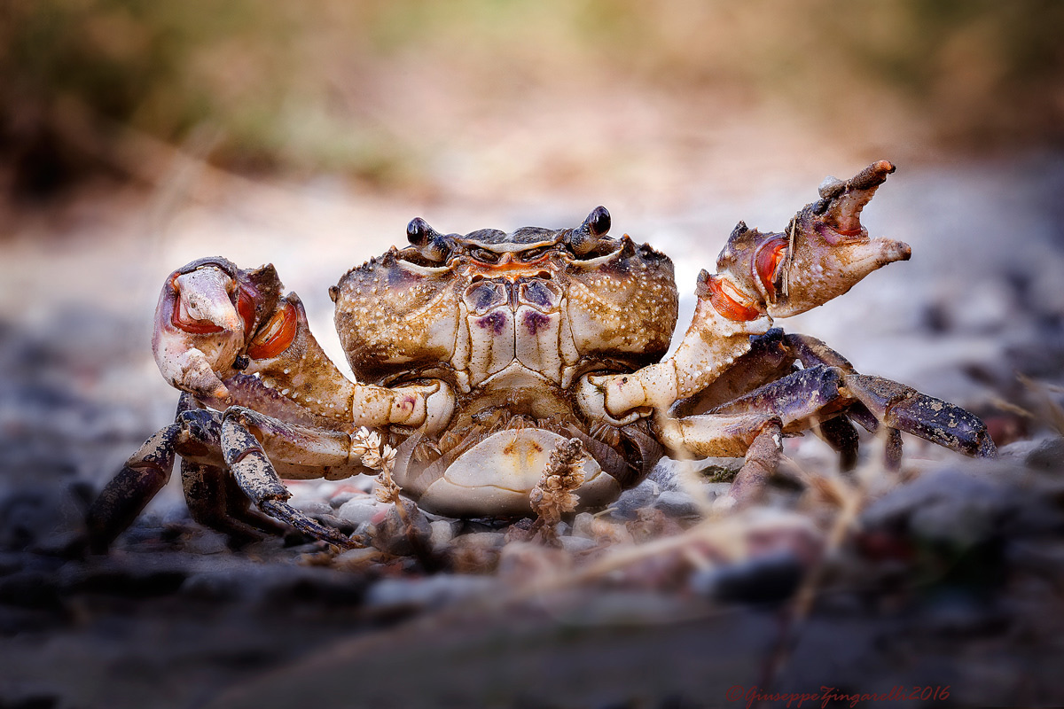 Granchio di fiume 2