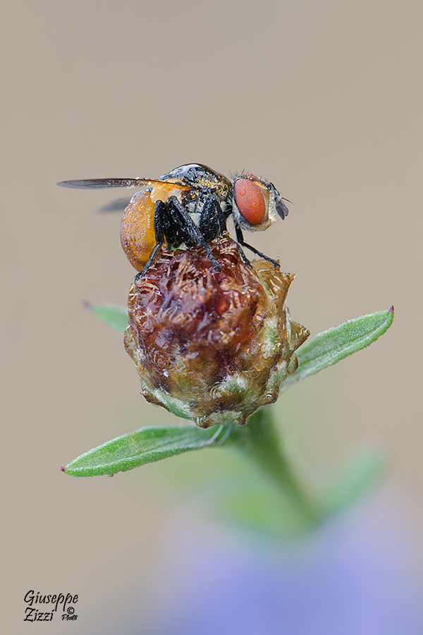 Diptera