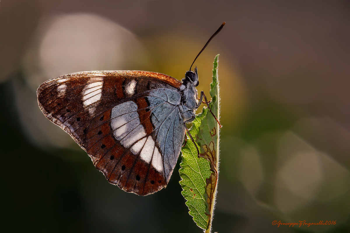 La "Limenitis"  in controluce