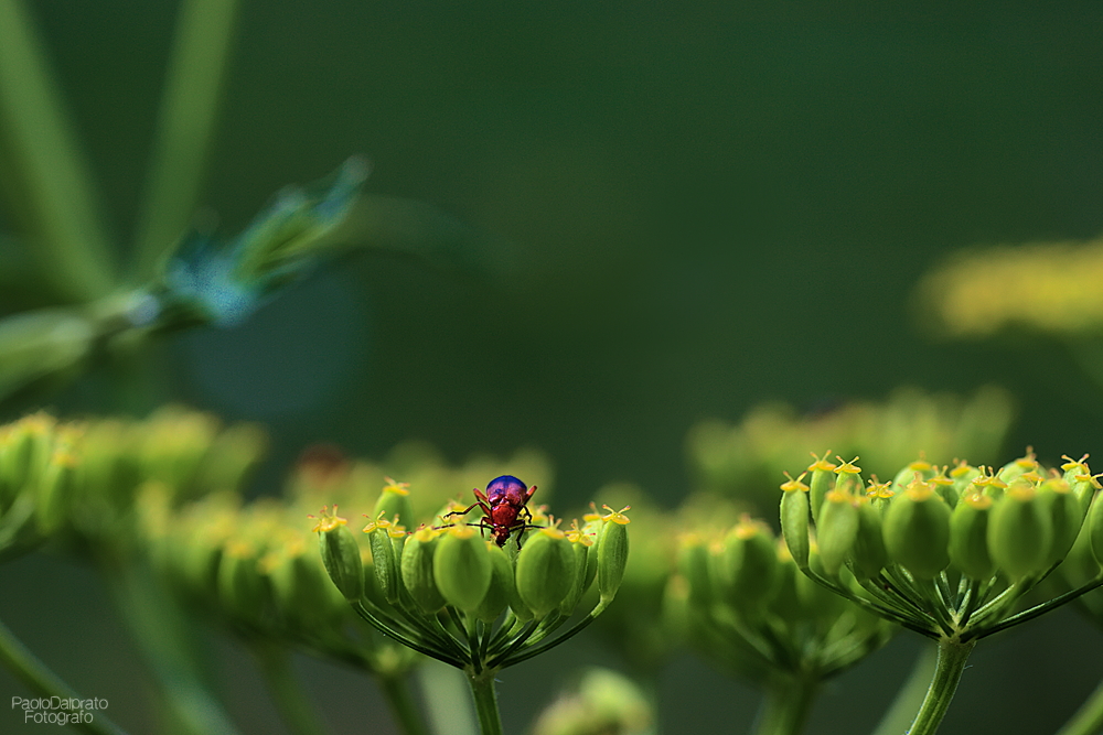 Non faccio foto di fiori