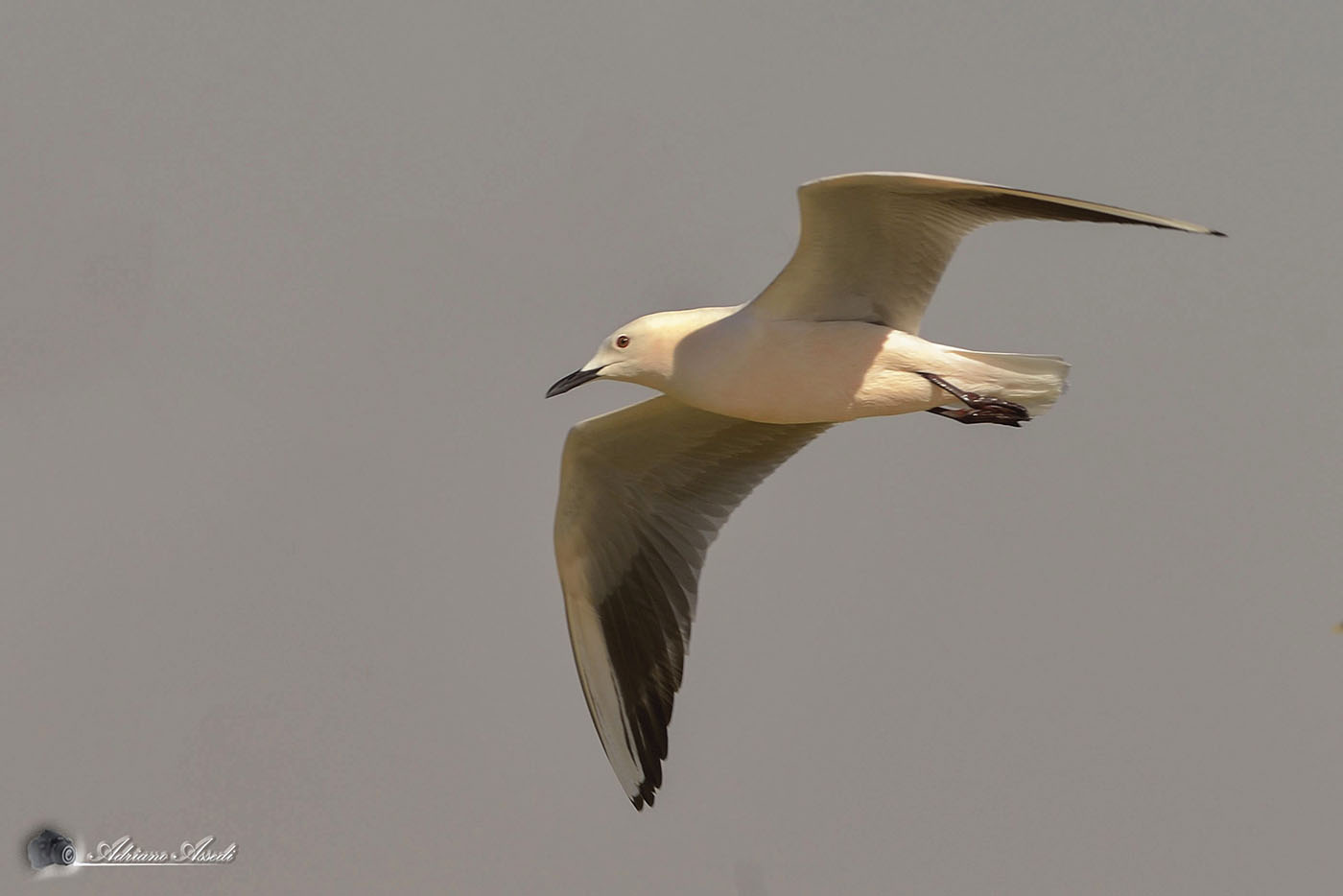 Larus genei ( gabbiano roseo )