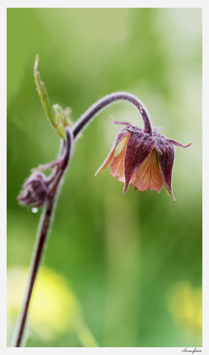 norvegia: fiore selvatico n. 1