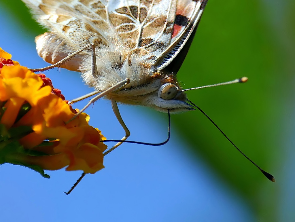 *** Son fili d'oro.....***