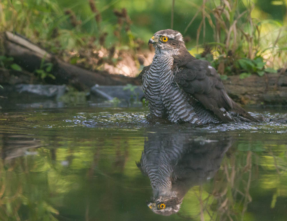 Sparviero all'abbeverata