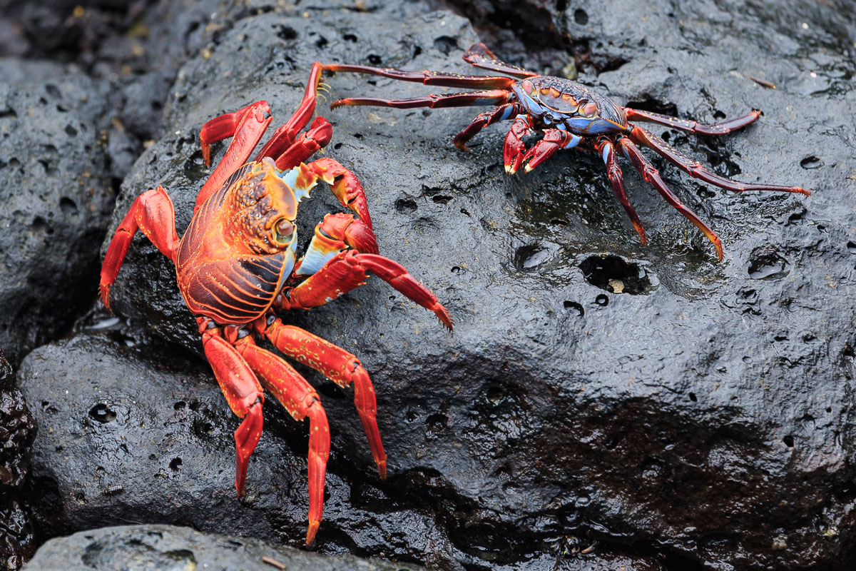 Granchio rosso delle rocce