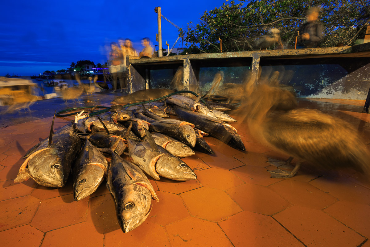 Puerto Ayora, mercato del pesce