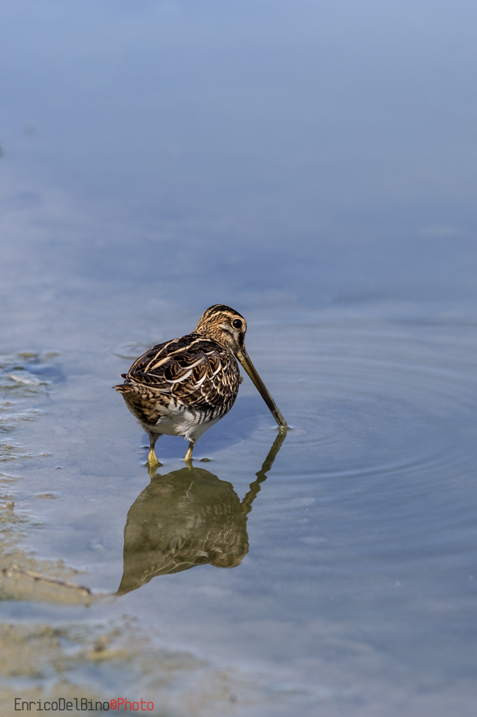 Beccaccino allo specchio