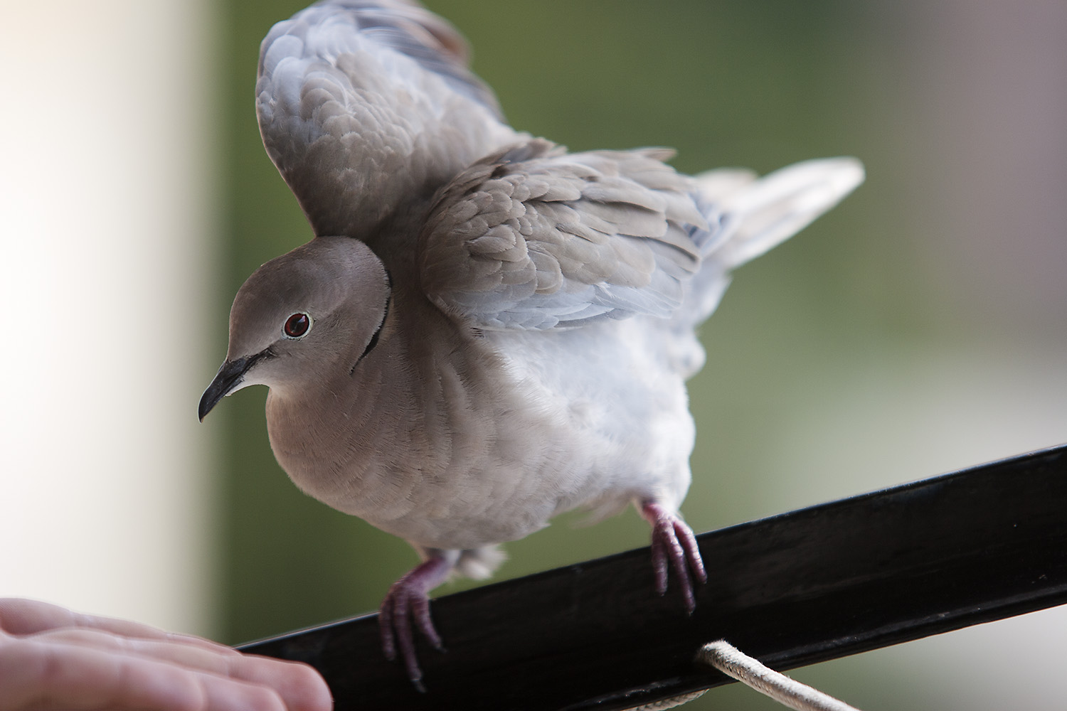 tortora che ci ha adottato 2