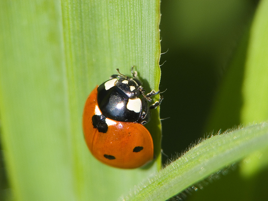 coccinella