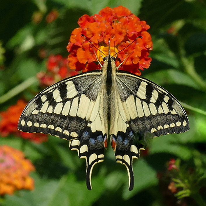 *** Alla fine l'ho beccato... ***