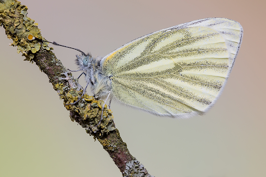 Pieris napi