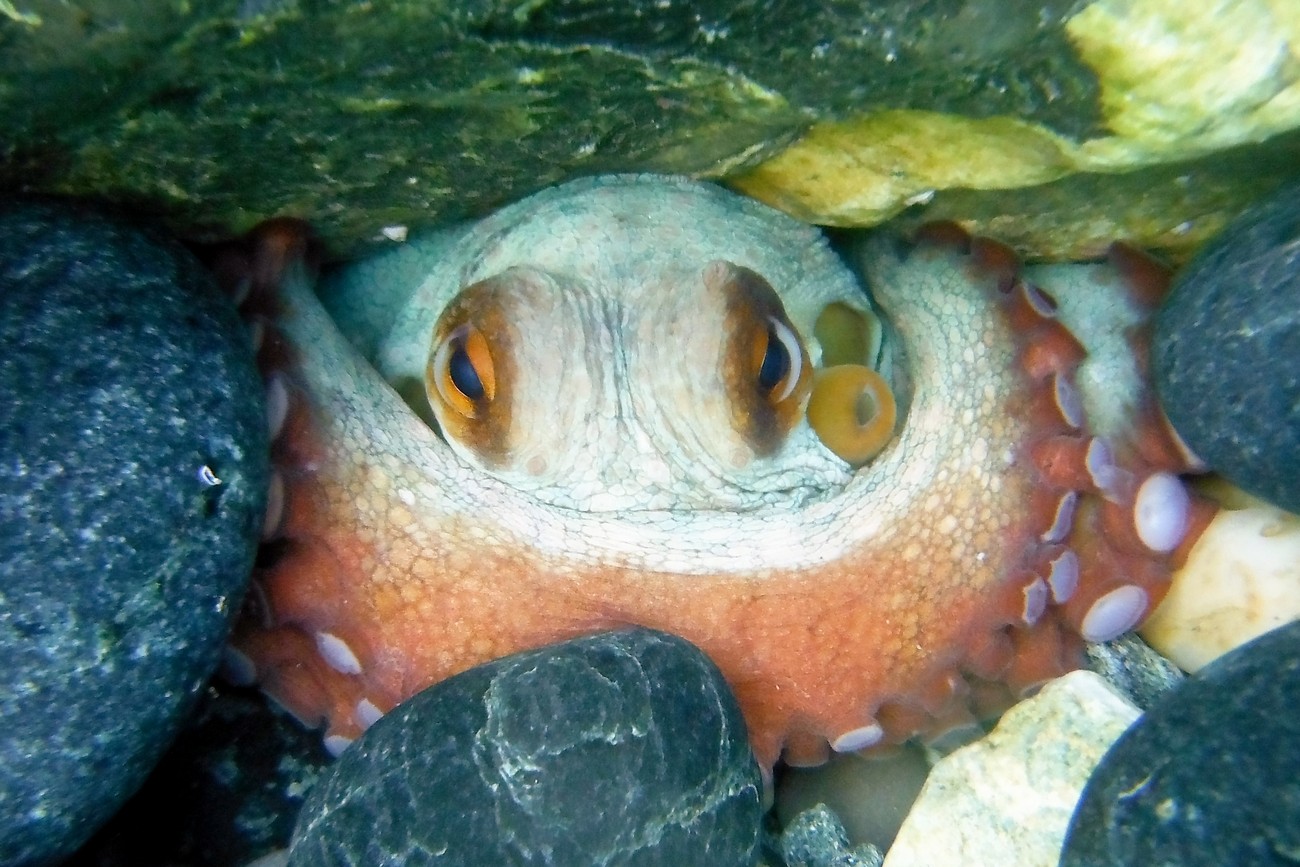 Ti tengo d' occhio !